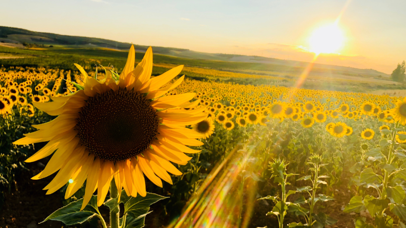El Verano Florece en Canton: Una Temporada de Luz y Oportunidades por Adriana Mila De La Roca A'Mila Gift Surprise