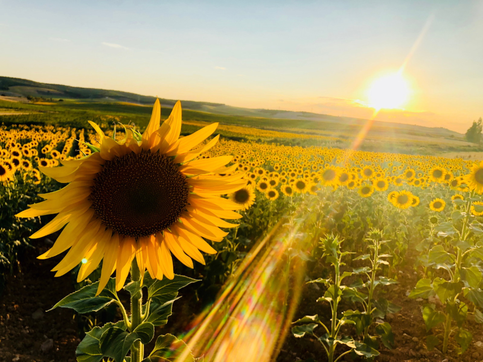 El Verano Florece en Canton: Una Temporada de Luz y Oportunidades por Adriana Mila De La Roca A'Mila Gift Surprise