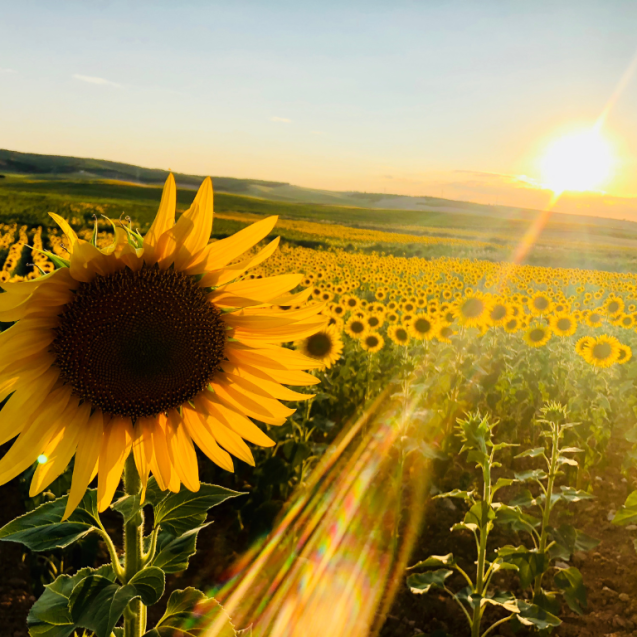 El Verano Florece en Canton: Una Temporada de Luz y Oportunidades por Adriana Mila De La Roca A'Mila Gift Surprise