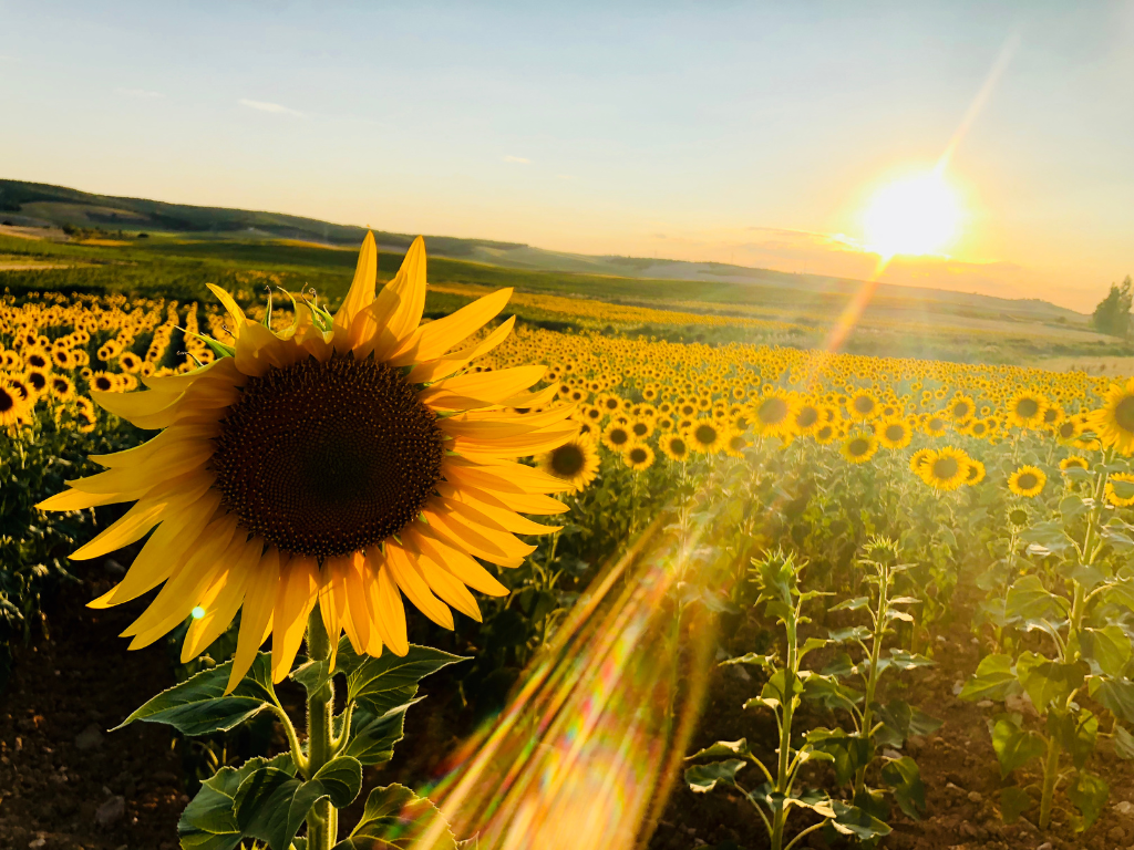 El Verano Florece en Canton: Una Temporada de Luz y Oportunidades por Adriana Mila De La Roca A'Mila Gift Surprise